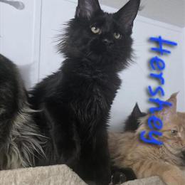 Maine Coon Kittens Ready Now - TICA Registered with Champion Bloodlines in Princeton, wv