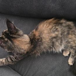 Maine Coon Kittens Ready Now - TICA Registered with Champion Bloodlines in Princeton, wv
