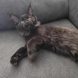 Maine Coon Kittens Ready Now - TICA Registered with Champion Bloodlines in Princeton, wv