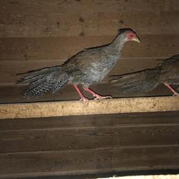 Exotic Magellan Geese and Pheasants for Sale in NW Ohio in Fort Wayne, in