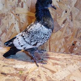 Pheasant Pigeons and Doves for Sale in NW Ohio in Fort Wayne, in