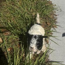Morkiepoo Puppies Ready for New Homes in Orlando, fl