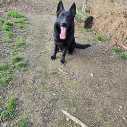 German Shepherd Puppies Available in Rocky Mount, nc