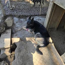 German Shepherd Adult Females for Adoption in Rocky Mount, nc