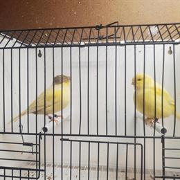 Canaries in good health with beautiful colors available in Columbus, oh