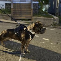 American Bully Female Puppies Available in Waterbury, ct