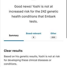 Toy Size Male Pomsky Available for Adoption in Grand Rapids, mi