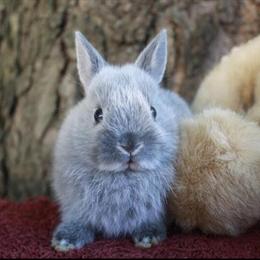 Netherland Dwarf Bunnies Available for Christmas in Geneva, oh
