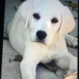 Labrador Retriever - Sweet and Playful Boy in Knoxville, tn