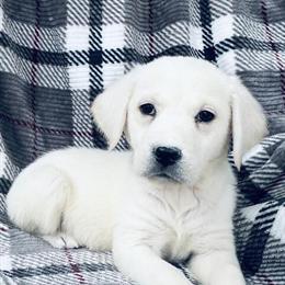 English Labrador Retriever Jay Ready for a New Home in Knoxville, tn