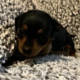 Miniature Dachshund - Sweet and Vet Checked in Knoxville, tn