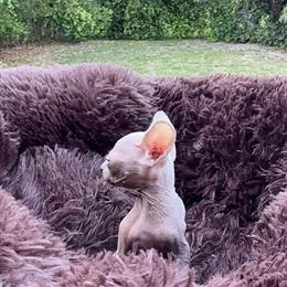 Sphynx Kittens Available - 8 Weeks Old in Miami, fl