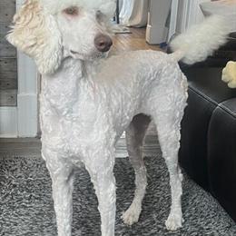 Standard Poodle Puppy Available in Virginia, mn