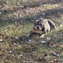 American Bully Female for Pet Home in Waldorf, md