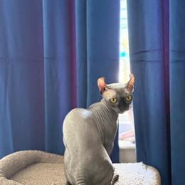 Sphynx Kittens Available - 8 Months Old in Miami, fl