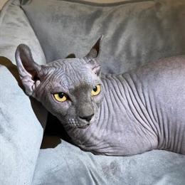 Sphynx Kittens Available in Miami, Florida in Miami, fl