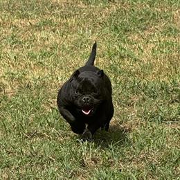 Micro Bully - Female, 2 Years Old, Great Personality in Waldorf, md