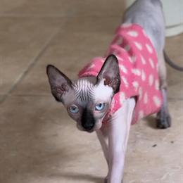 Sphynx Female Cat Ready for Adoption in Miami, fl