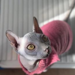 Female Elf Sphynx Cat Available in Miami in Miami, fl