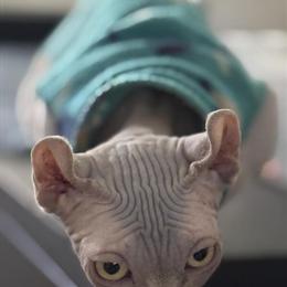 Sphynx Male Cat Available in Miami in Miami, fl