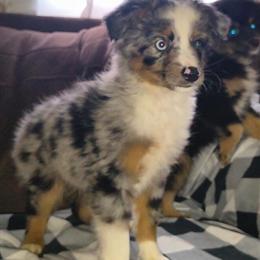 Mini Australian Shepherd Puppies Available in Mansfield, oh