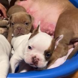 Micro Bullies Puppies Available - 1 White Female & 1 White Male in Paterson, nj