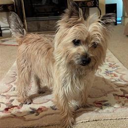Cairn Terrier Puppies for Adoption in Belleville, mi