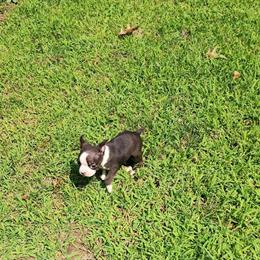 Boston Terrier Puppies Available in Belleville, mi