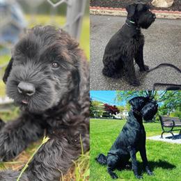 Giant Schnauzer Puppies Available - AKC Registered in Wayne, nj