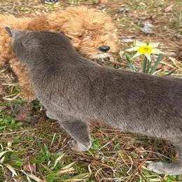 Adorable Standard Golden Doodle Ready for a Forever Home in Birmingham, al