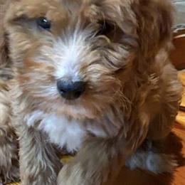 Male Goldendoodle Available - Text 256-951-2802 in Birmingham, al