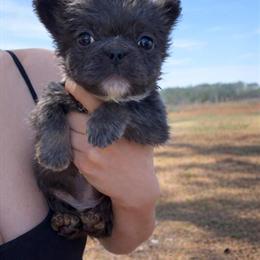 Fluffy Male French Bulldog Available Now in Fayetteville, nc
