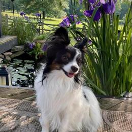 Papillon puppies ready for new homes in Port Allegany, pa