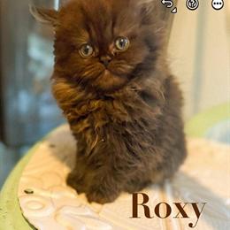 Two Female Persian Kittens: Blue Point and Solid Chocolate in Indianapolis, in