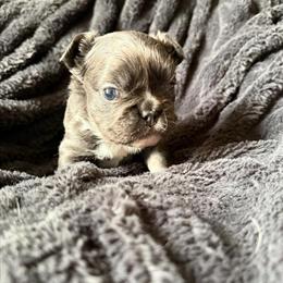 Fluffy French Bulldog Puppies for Sale in Winston-Salem, nc