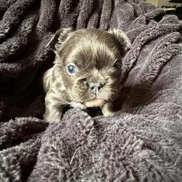Fluffy French Bulldog Puppies Available in Winston-Salem, nc