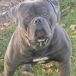 American Bulldog Stud Service - Blue Male Available in Eaton, oh