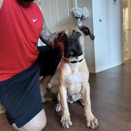 Cane Corso Puppy - 4 Months Old in Newington, ct