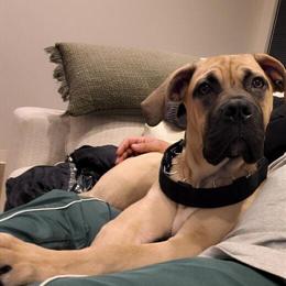 Cane Corso Puppy - 4 Months Old in Newington, ct