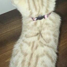 Female Snow Bengal Kitten Available in York, pa