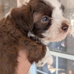 Shih Tzu Poodle Mix Puppies Ready April 17th in Warsaw, in