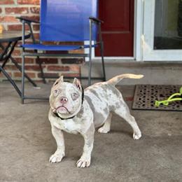 Micro American Bully Stud Available in Waldorf, md