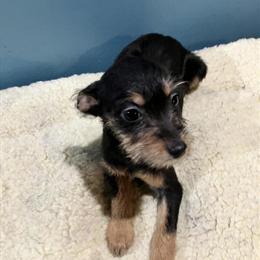 Yorkiepoo Mix Available in Grand Rapids, mi
