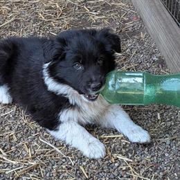 Aussie-Border Puppies Available in Warsaw, in