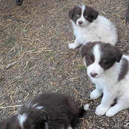 Border Collie puppies available from a beautiful litter in Warsaw, in