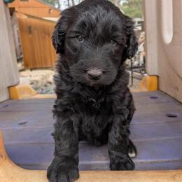 Borderdoodle Puppies Available for Adoption in Warsaw, in
