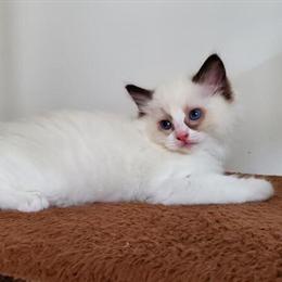TICA Registered Ragdoll Kittens Available in Brooklyn, ny