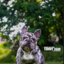 Stud French Bulldog Available for Co-Ownership in Waldorf, md