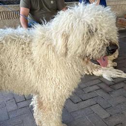 Komondor Stud Service Available in Bowling Green, ky