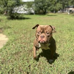 American Bulldog Stud Available - Chief Meech in Waldorf, md